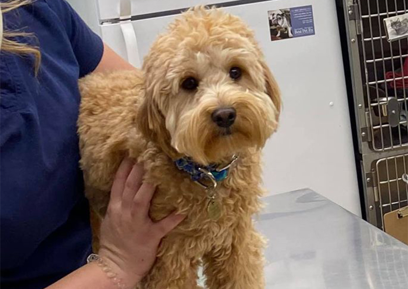 Star Meadow Animal Clinic Farmington veterinarians