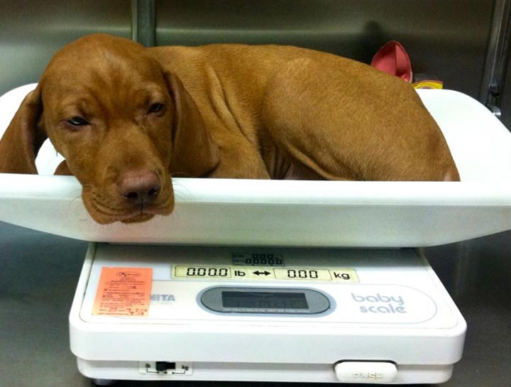 Puppy Care